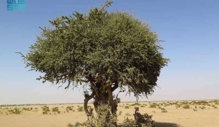 Rare Al-Sarh Tree Found in King Abdulaziz Royal Reserve