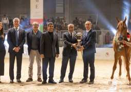 98 horses featured at 9th leg of Emirates Arabian Horse Global Cup in Italy