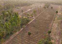 10,000 trees planted in Lahore to fight smog