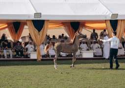 Total sales reach AED6.4 million at Ajman Arabian Horse Auction