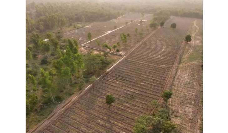 10,000 trees planted in Lahore to fight smog