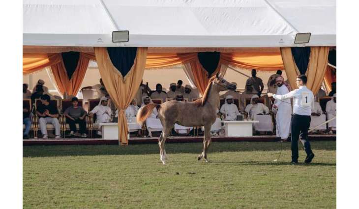 Total sales reach AED6.4 million at Ajman Arabian Horse Auction