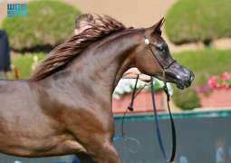 العرض الدولي الثامن لجمال الخيل العربية يشهد تألق الأمهار والمهرات ومنافسة قوية بين المرابط