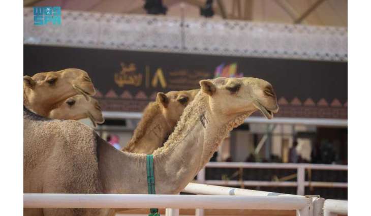 الإبل.. ذاكرة متدفقة وهوية نابضة وتقنية تعيد اكتشافها من جديد بمهرجان الملك عبدالعزيز للإبل
