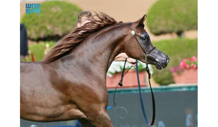 العرض الدولي الثامن لجمال الخيل العربية يشهد تألق الأمهار والمهرات ومنافسة قوية بين المرابط
