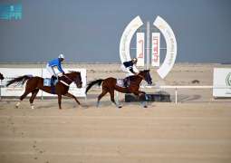 ميدان فروسية الجبيل يقيم سابع سباقاته للموسم الرياضي 2025 - 2026