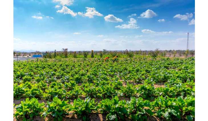 Gheras advances integrated farming in Sharjah