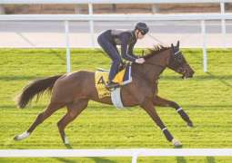 Survie to take on world’s elite in Dubai Longines Sheema Classic