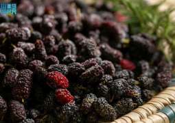 Mulberry Cultivation Expands in Al-Jouf’s Homes and Farms