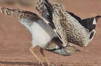 Conservation of species in Cholistan