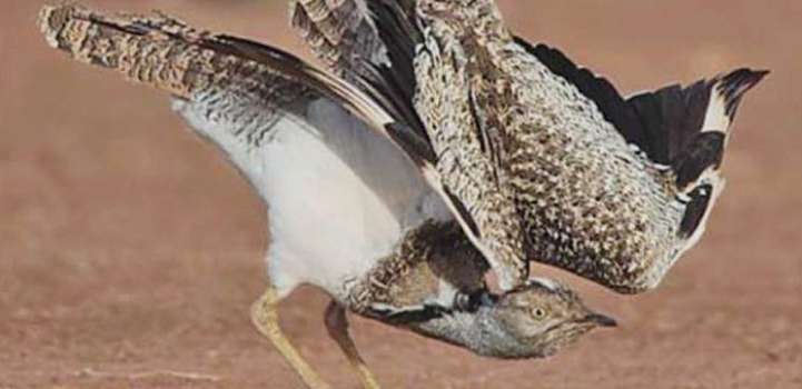 Conservation of species in Cholistan
