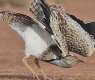 Conservation of species in Cholistan