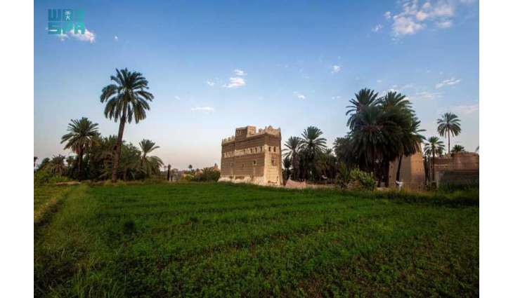 النخيل المُعمَّر بنجران إرث شامخ يروي حكاية الأرض والإنسان