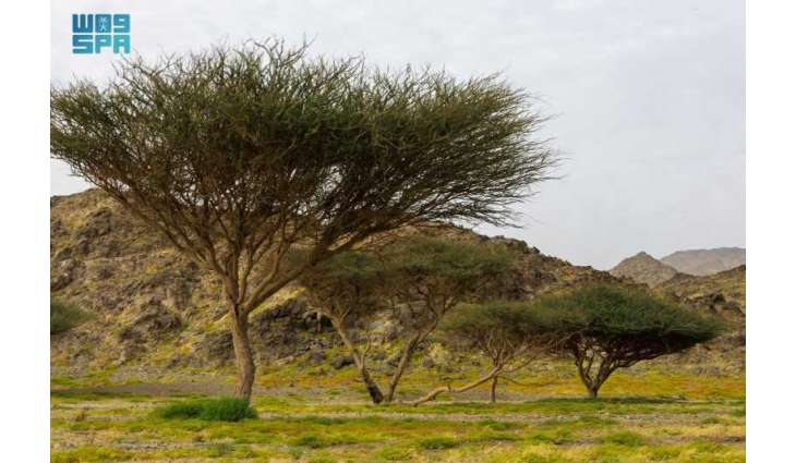 الأجواء الربيعية في جنوب محافظة أملج تعزز الإقبال على الرحلات البرية