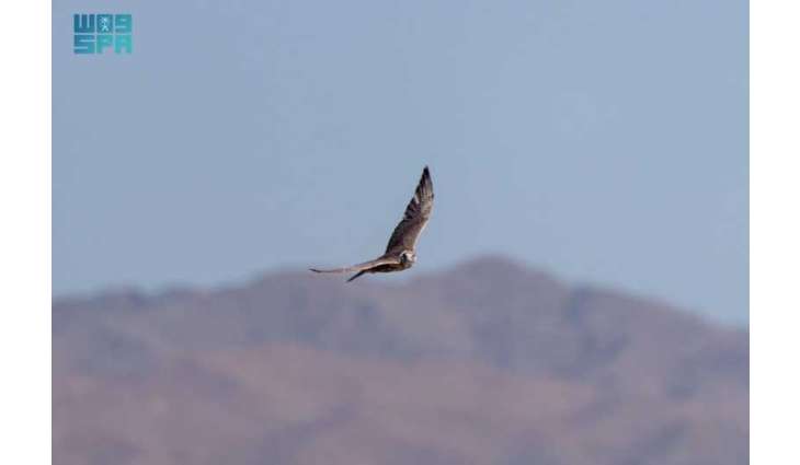 برنامج 