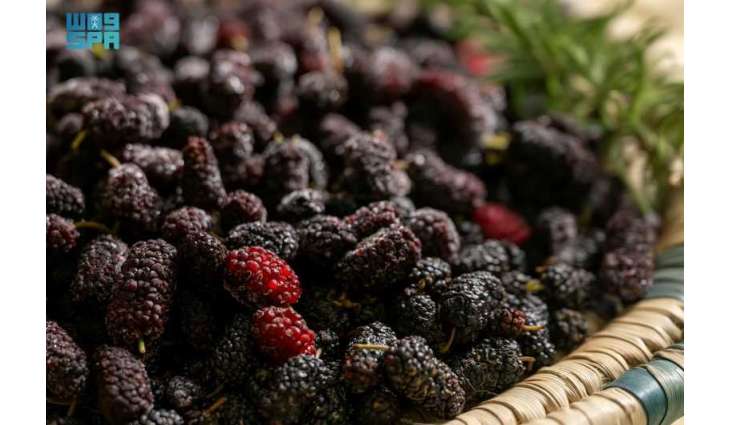 Mulberry Cultivation Expands in Al-Jouf’s Homes and Farms