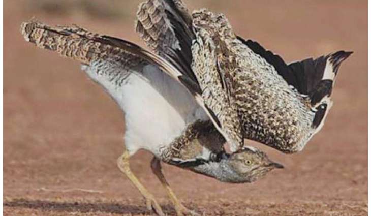 Conservation of species in Cholistan