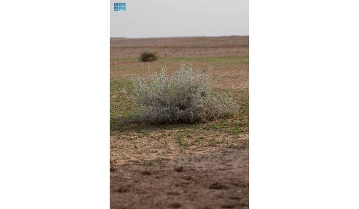 نبات 