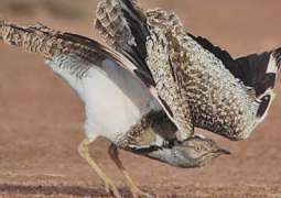 Conservation of species in Cholistan