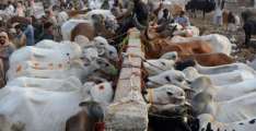 Soaring livestock prices hit consumers hard as Eidul Azha markets open across Pakistan