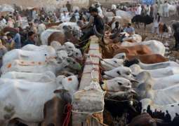 Soaring livestock prices hit consumers hard as Eidul Azha markets open across Pakistan