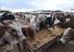 Govt announces three-day Eidul Azha holidays in Pakistan