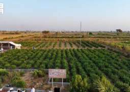 المزارع الريفية في جازان تستقطب الزوار خلال إجازة عيد الأضحى