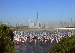 محمية رأس الخور بدبي وجهة بيئية رائدة للاستدامة والحياة الفطرية