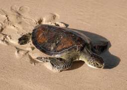 Jumeirah marks World Sea Turtle Day with more than 100 satellite-tracked turtles released to date