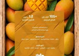 1.2 مليون شجرة مانجو تطرح ثمارها في الأسواق المحلية تزامنًا مع موسم الإنتاج