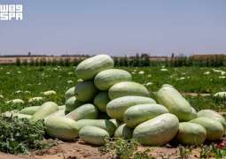 حقول الحبحب بالقصيم.. ثمار الصيف وحكاية عطاء زراعي متجدد
