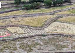 Wheat Harvest Season Adorns Agricultural Terraces in Aseer