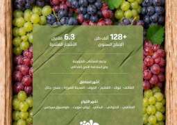 عناقيد العنب تغمر الأسواق بإنتاج وفير يتجاوز 128 ألف طن من أجود الأصناف المحلية