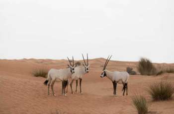 EAD: Abu Dhabi continues to develop innovative solutions to enhance climate adaptation, protect natural resources