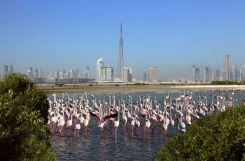 محمية رأس الخور بدبي وجهة بيئية رائدة للاستدامة والحياة الفطرية