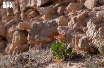 Wild Sorrel Flourishes as Staple of Traditional Regional Cuisine