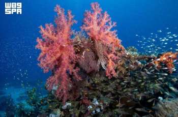 World Environment Day: Red Sea Sets Model for Prioritizing Nature Protection Before Tourism Development