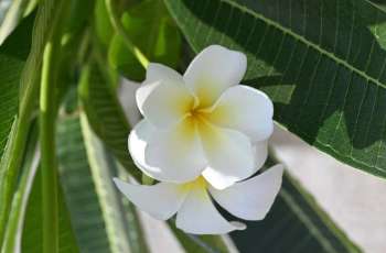 From Plains to Coast: Plumeria Elevates Jazan’s Natural Landscape