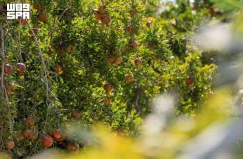 10 Million Trees Supply Markets with More Than 560,000 Tons of Fruit