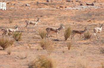More Than 40 Arabian Sand Gazelle Births at Imam Turki bin Abdullah Royal Reserve Reinforce Wildlife Recovery Indicators