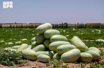 حقول الحبحب بالقصيم.. ثمار الصيف وحكاية عطاء زراعي متجدد
