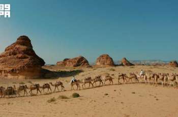 في اليوم العالمي للإبل.. العُلا تحتفي بإرث الإبل وتعيد صياغة حضورها في المشهد الثقافي والرياضي