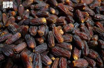 Madinah Region Ranks Third in Saudi Date Production at 344,000 Tons Annually