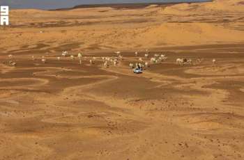 Arabian Horses and Camels Enrich Desert Tourism in Northern Borders Region