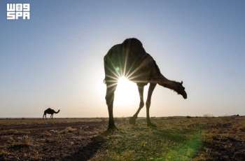 Camels Reflect Rich Heritage and Growing Economic Potential