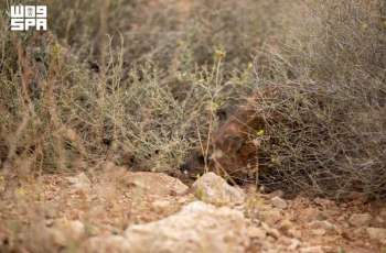 Imam Turki bin Abdullah Royal Reserve Monitors Impact of Summer Solstice on Vegetation and Wildlife