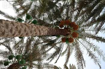 Rabia Rutab Dates Open Saudi Harvest Season as Markets Receive Early Varieties