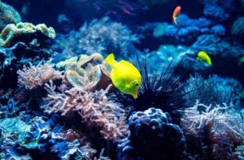 KAUST Leads First Global Assessment of Marine Ecosystems