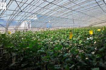 Hotan Greenhouses Deploy Smart Agricultural Tech to Secure Food Supply in Southern Xinjiang