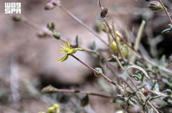 Libyan Helianthemum Reflects Rich Plant Diversity of Northern Borders Region